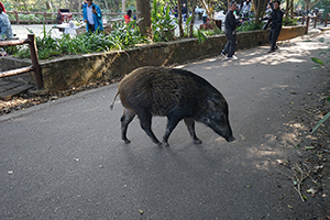 Wild boar in Aberdeen Country Park, 28 February 2016