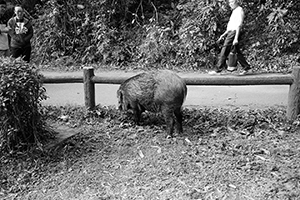 Wild boar in Aberdeen Country Park, 28 February 2016