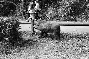 Wild boar in Aberdeen Country Park, 28 February 2016