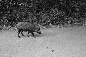 Wild boar in Aberdeen Country Park, 28 February 2016