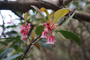 Chinese New Year Flower in a Country Park on Hong Kong Island, 11 February 2016