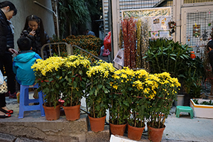 Flowers and potted plants for Lunar New Year celebration, Sai Ying Pun, 2 February 2016