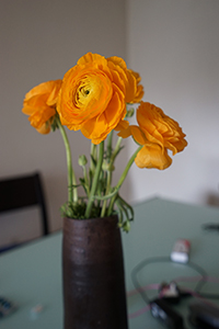Flowers in a vase, Sheung Wan, 7 February 2016