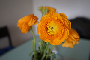 Flowers in a vase, Sheung Wan, 7 February 2016