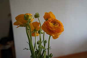 Flowers in a vase, Sheung Wan, 7 February 2016