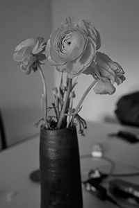 Flowers in a vase, Sheung Wan, 7 February 2016