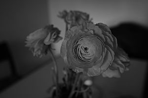 Flowers in a vase, Sheung Wan, 7 February 2016