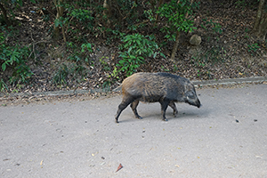 Wild boar in Aberdeen Country Park, 28 February 2016