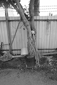 Tree with mop and bucket, Cheung Sha Wan, 8 February 2016