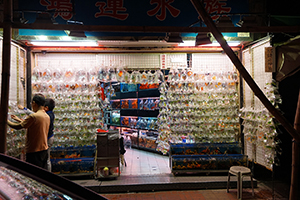 Aquarium fish for sale, Tung Choi Street, Prince Edward, 8 February 2016