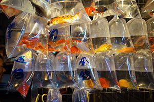 Goldfish for sale, Tung Choi Street, Prince Edward, 8 February 2016