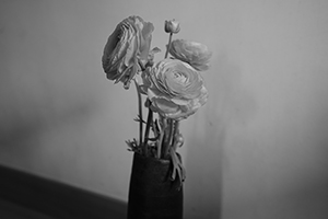 Flowers in a vase, Sheung Wan, 10 February 2016