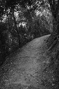 Hiking path in Pokfulam Country Park, 11 February 2016