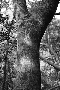 Tree in Pokfulam Country Park, 11 February 2016
