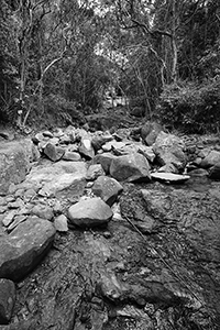 Stream, Pokfulam Country Park, 11 February 2016