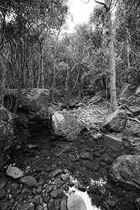 Pokfulam Country Park, 11 February 2016