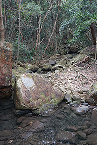 Pokfulam Country Park, 11 February 2016