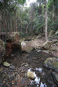 Pokfulam Country Park, 11 February 2016