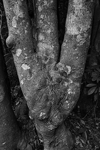 Tree with Lichen, Pokfulam Country Park, 11 February 2016
