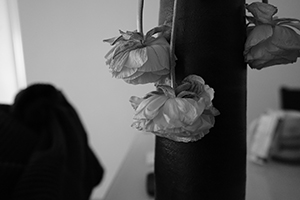 Wilted flowers in a vase, Sheung Wan, 13 February 2016