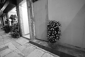 Potted plants for Lunar New Year celebration, Sai Ying Pun, 2 February 2016