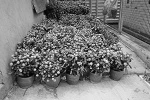 Potted plants for Lunar New Year celebration, Sai Ying Pun, 2 February 2016
