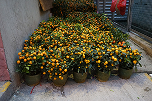 Potted plants for Lunar New Year celebration, Sai Ying Pun, 2 February 2016
