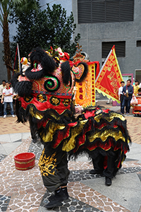 Lion dance performance for the Lunar New Year, Bonham Strand, Sheung Wan, 13 February 2016