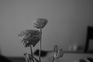 Flowers in a vase, Sheung Wan, 15 February 2016