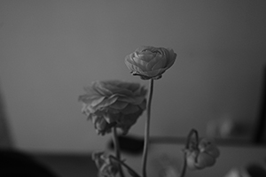 Flowers in a vase, Sheung Wan, 15 February 2016