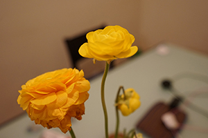Flowers in a vase, Sheung Wan, 15 February 2016