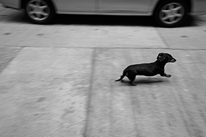 A dog in the street, Sheung Wan, 20 February 2016