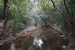 Stream, North East New Territories, 21 February 2016