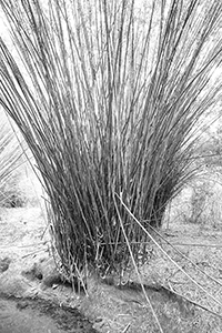 Bamboo growing beside a stream, North East New Territories, 21 February 2016