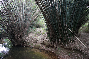 A stream, North East New Territories, 21 February 2016