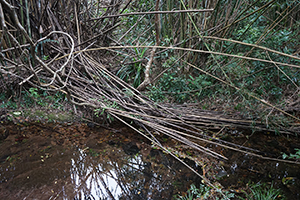 Stream, North East New Territories, 21 February 2016