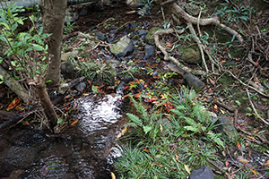 Stream, North East New Territories, 21 February 2016