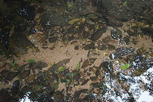 Stream, North East New Territories, 21 February 2016