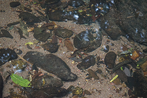 A stream, North East New Territories, 21 February 2016