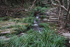 A stream, North East New Territories, 21 February 2016