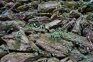 Rocks, North East New Territories, 21 February 2016