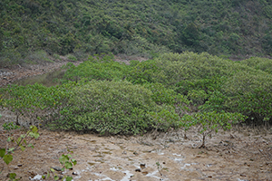 Sam A Chung,  Plover Cove Country Park, North East New Territories, 21 February 2016