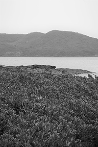 Sam A Chung,  Plover Cove Country Park, North East New Territories, 21 February 2016