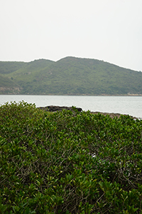 Sam A Chung,  Plover Cove Country Park, North East New Territories, 21 February 2016