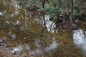 Stream, Plover Cove Country Park, North East New Territories, 21 February 2016