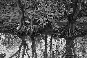 Stream, Plover Cove Country Park, North East New Territories, 21 February 2016