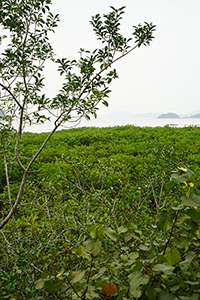 Near Lai Chi Wo village, Plover Cove Country Park, North East New Territories, 21 February 2016