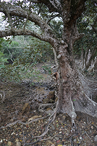 Tree near Lai Chi Wo village, Plover Cove Country Park, North East New Territories, 21 February 2016