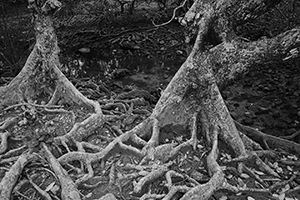Trees near Lai Chi Wo village, Plover Cove Country Park, North East New Territories, 21 February 2016