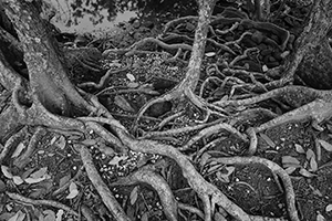 Tree roots near Lai Chi Wo village, Plover Cove Country Park, North East New Territories, 21 February 2016